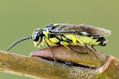 Rhogogaster picta