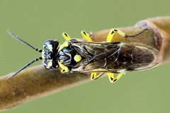 Rhogogaster picta