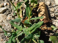 Senecio cymbalarifolius