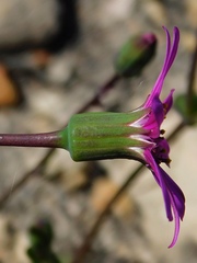 Senecio cymbalarifolius