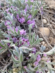 Astragalus tridactylicus