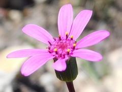 Senecio cymbalarifolius