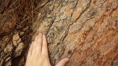 Pinus brutia eldarica