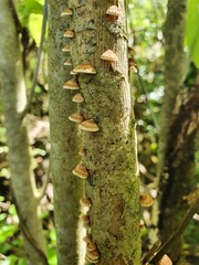 Chaetocalathus cocciformis