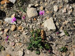 Senecio cymbalarifolius