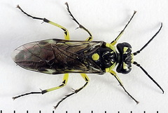 Rhogogaster picta