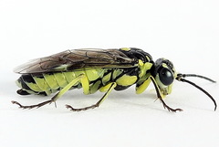 Rhogogaster picta