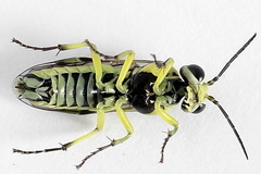 Rhogogaster picta