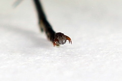 Rhogogaster picta