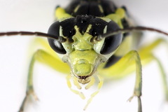 Rhogogaster picta
