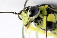 Rhogogaster picta