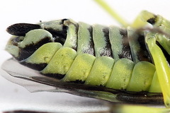 Rhogogaster picta