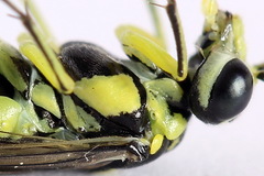 Rhogogaster picta