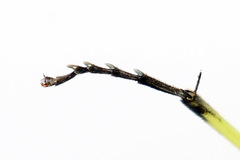 Rhogogaster picta