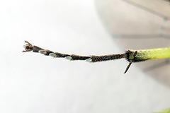 Rhogogaster picta