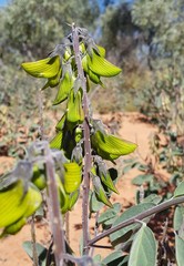 Crotalaria cunninghamii