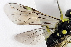 Rhogogaster picta