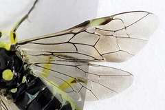 Rhogogaster picta