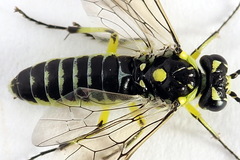 Rhogogaster picta