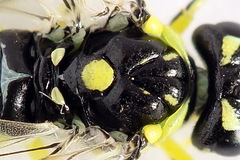 Rhogogaster picta