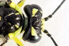 Rhogogaster picta