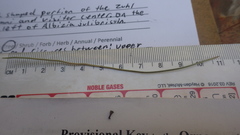 Pinus brutia eldarica