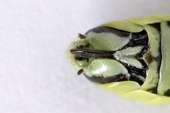 Rhogogaster picta