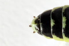 Rhogogaster picta