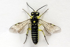 Rhogogaster picta