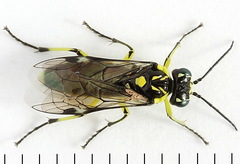 Rhogogaster picta