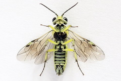 Rhogogaster picta