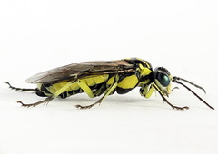 Rhogogaster picta