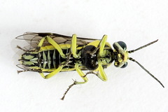 Rhogogaster picta