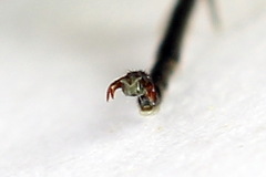 Rhogogaster picta