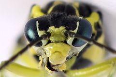 Rhogogaster picta