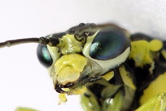 Rhogogaster picta