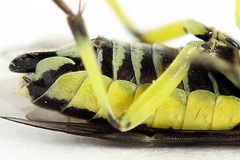 Rhogogaster picta