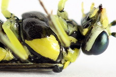 Rhogogaster picta
