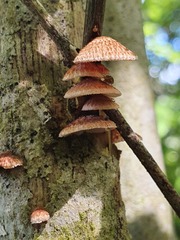 Chaetocalathus cocciformis