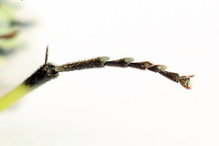 Rhogogaster picta