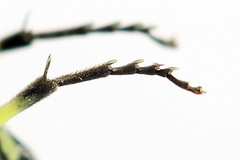 Rhogogaster picta