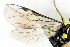 Rhogogaster picta