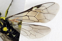 Rhogogaster picta