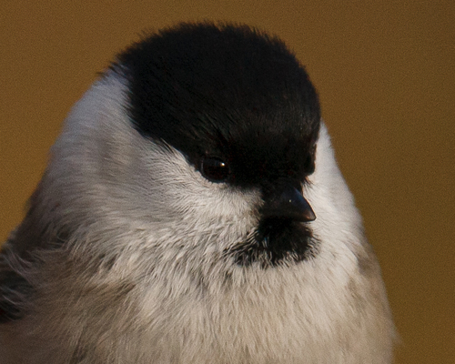 Mésange boréale