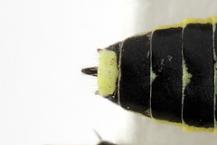 Rhogogaster picta