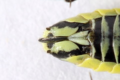 Rhogogaster picta
