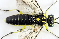 Rhogogaster picta