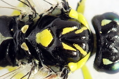 Rhogogaster picta