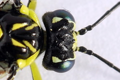Rhogogaster picta