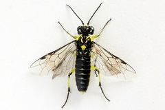 Rhogogaster picta